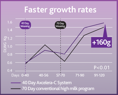 Faster calf growth rates
